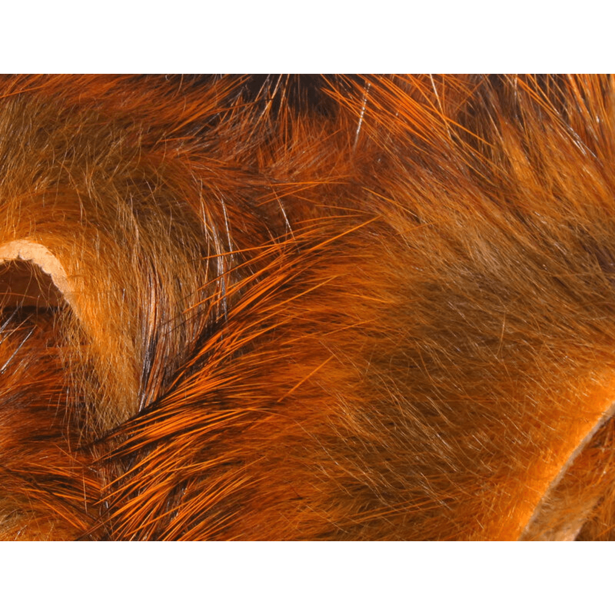 HARELI-MAGNUM-RABBIT-STRIPS---Crawfish-Orange.jpg