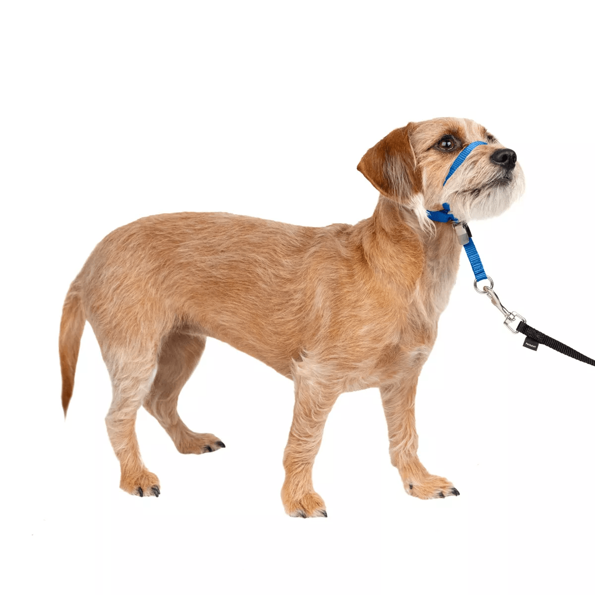 Premier-Pet-Gentle-Leader-Dog-Collar---Royal.jpg
