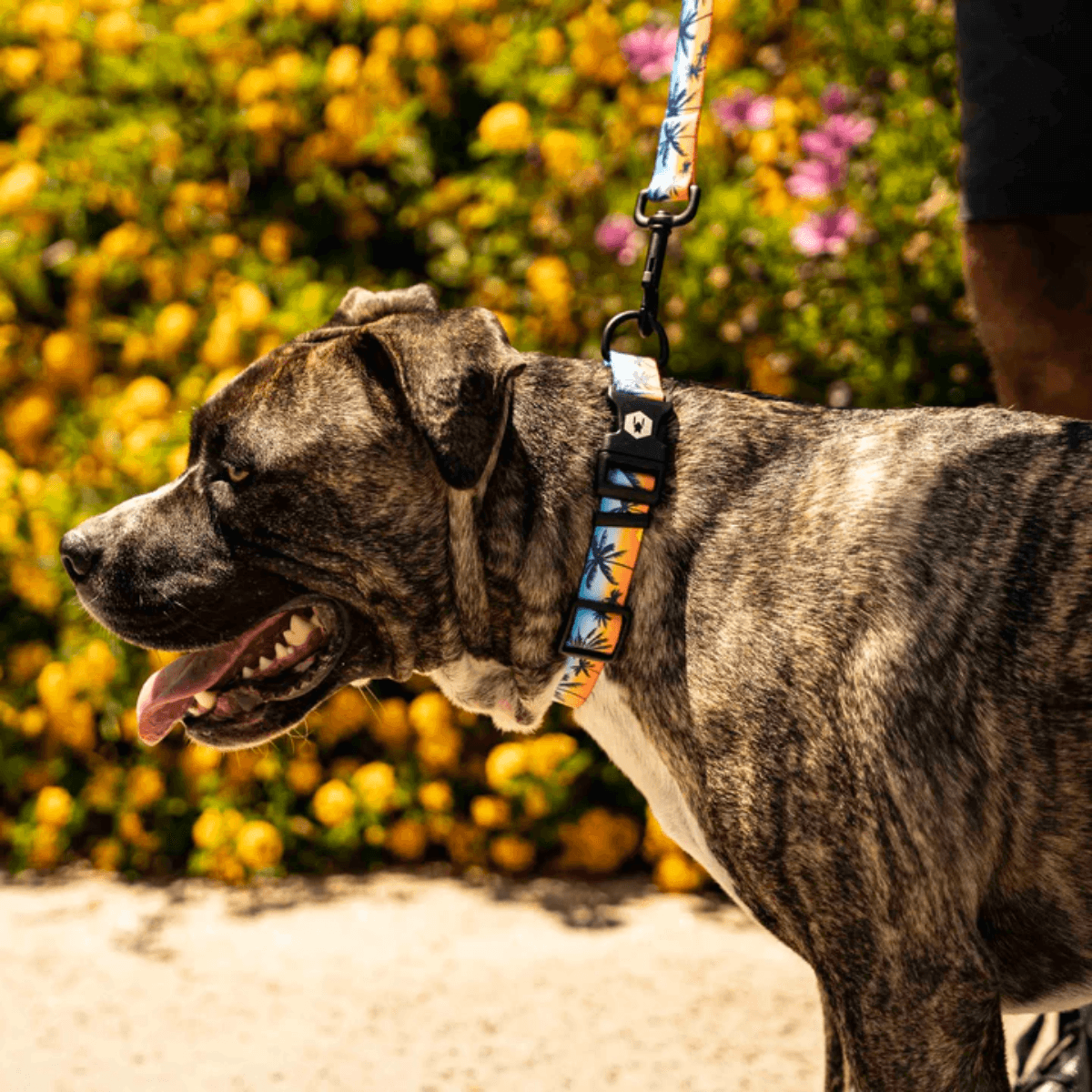 NWEB---WOLFGA-SUNSETPALMS-DOG-COLLAR-SunsetPalms-S.jpg