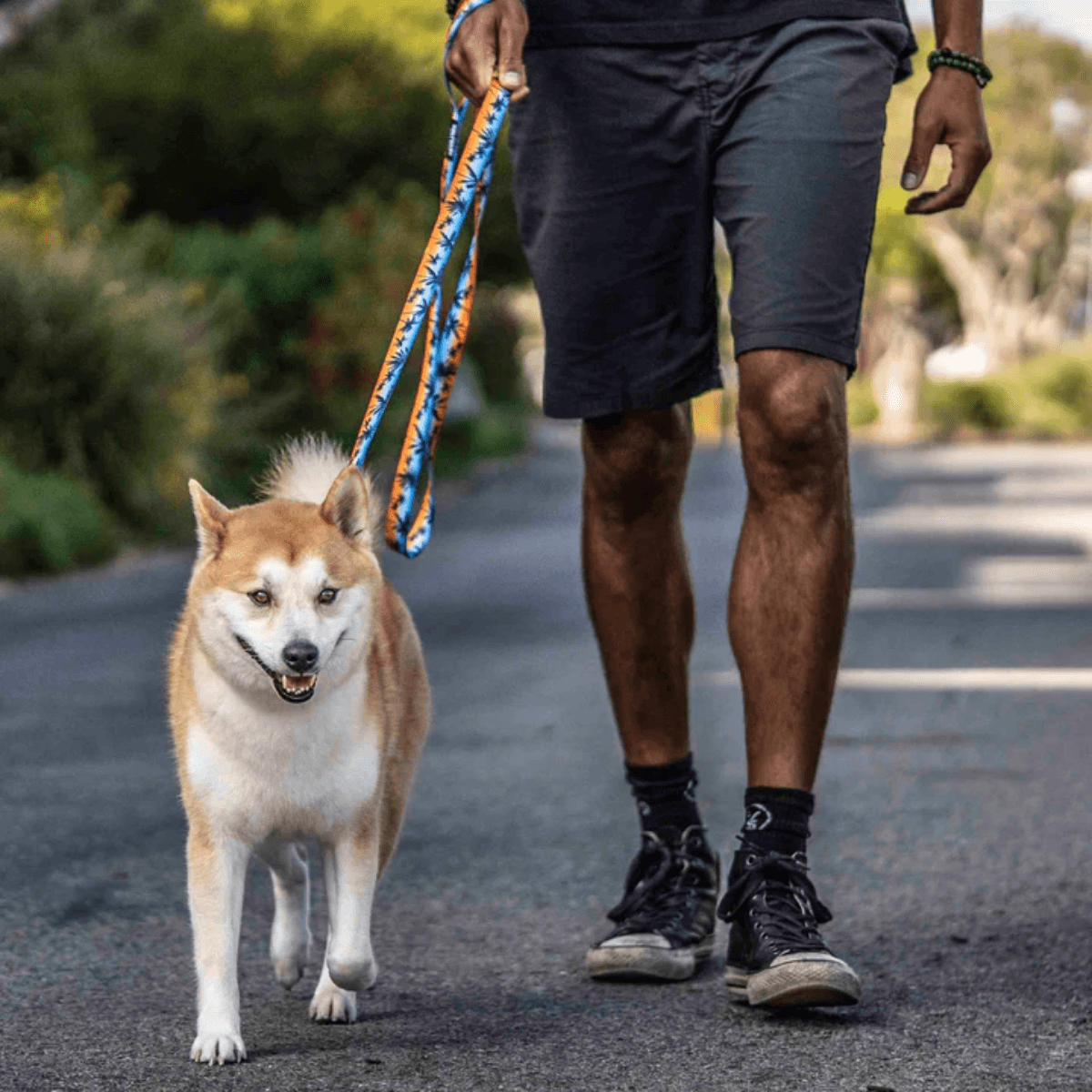 NWEB---WOLFGA-SUNSETPALMS-DOG-LEASH-SunsetPalms-5-8--x-4-.jpg