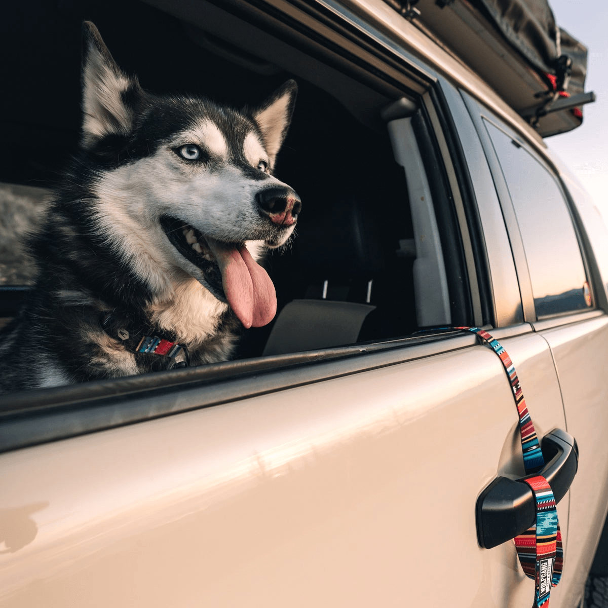 WolfgangQuetzalDogLeash