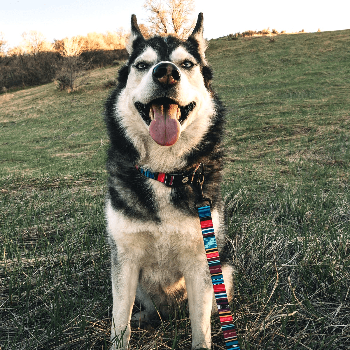 WolfgangQuetzalDogLeash