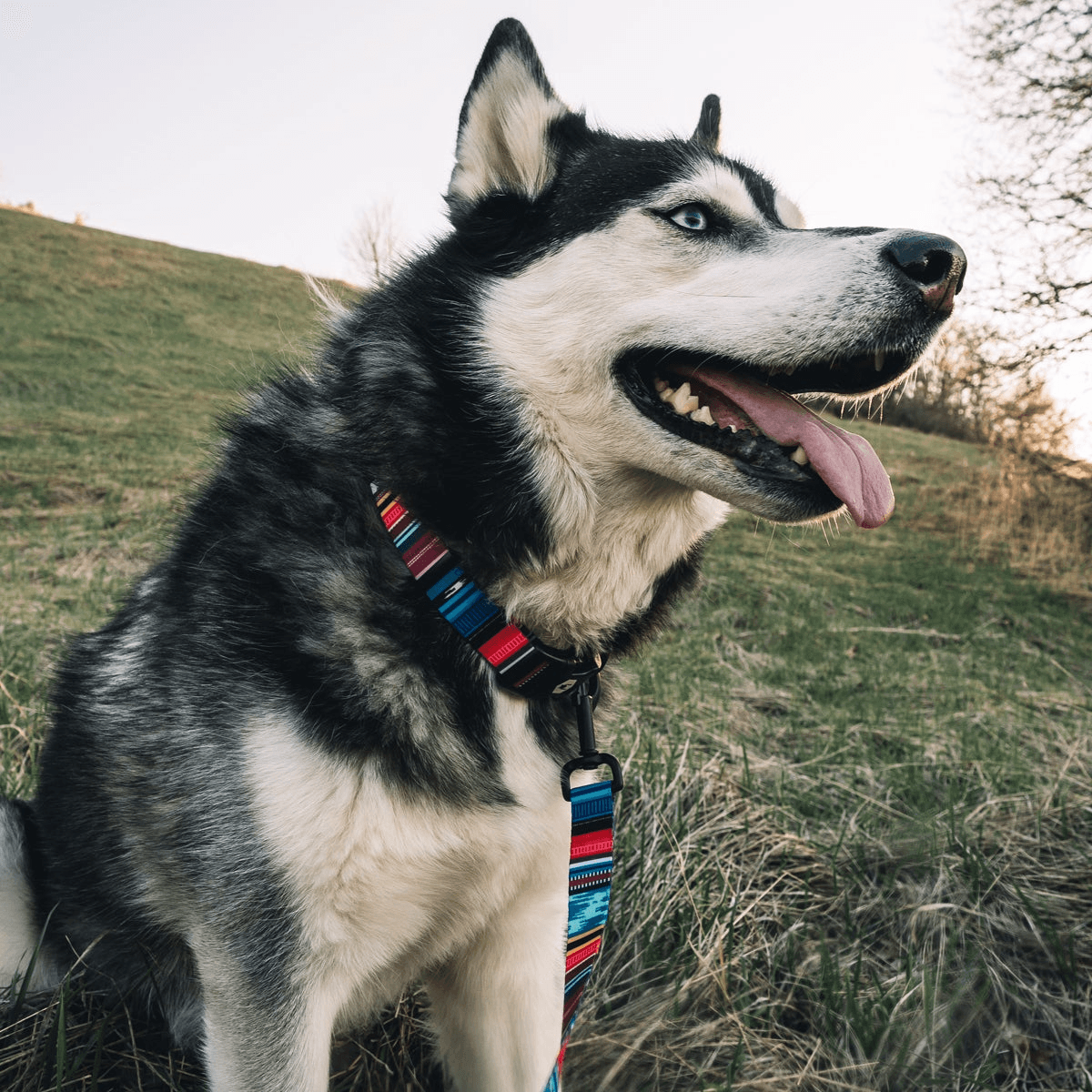 NWEB---WOLFGA-QUETZAL-DOG-COLLAR.jpg