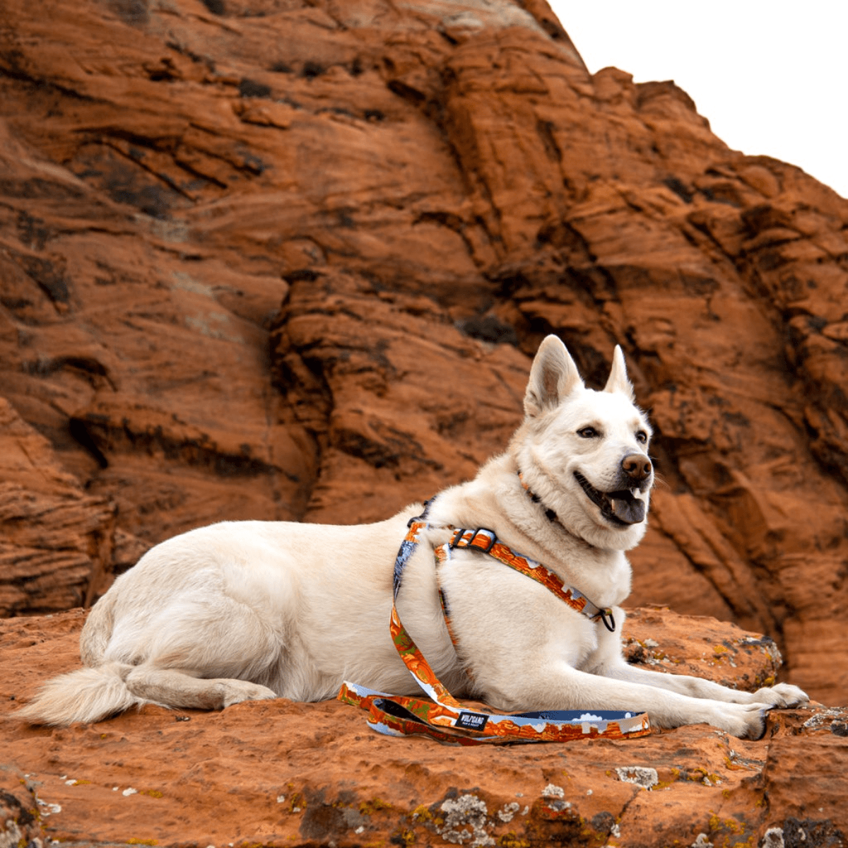NWEB---WOLFGA-PARKLANDS-DOG-HARNESS.jpg