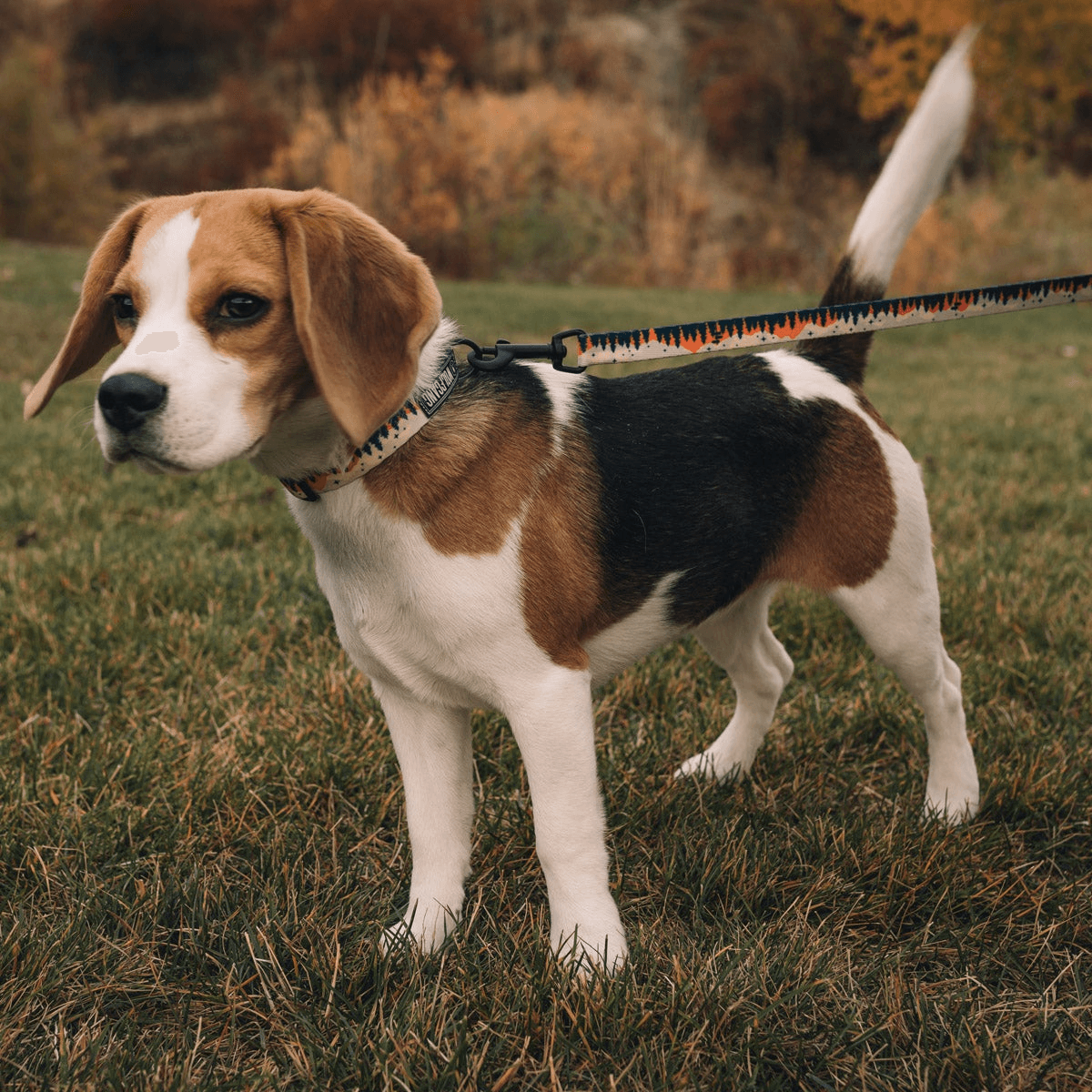 NWEB---WOLFGA-OVERLAND-DOG-LEASH.jpg