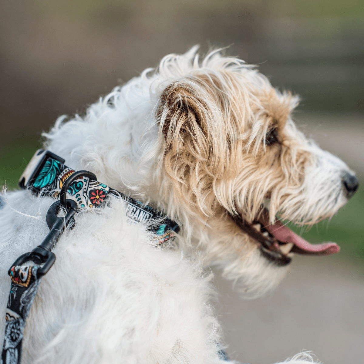 NWEB---WOLFGA-LOSMUERTOS-DOG-COLLAR.jpg