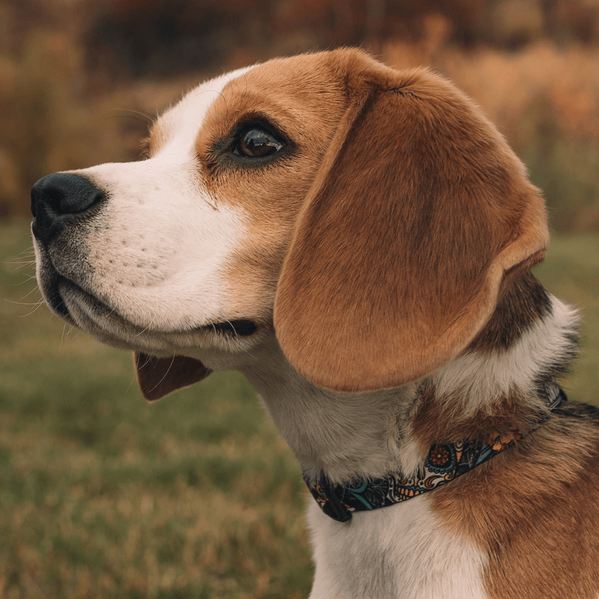 NWEB---WOLFGA-LOSMUERTOS-DOG-COLLAR.jpg