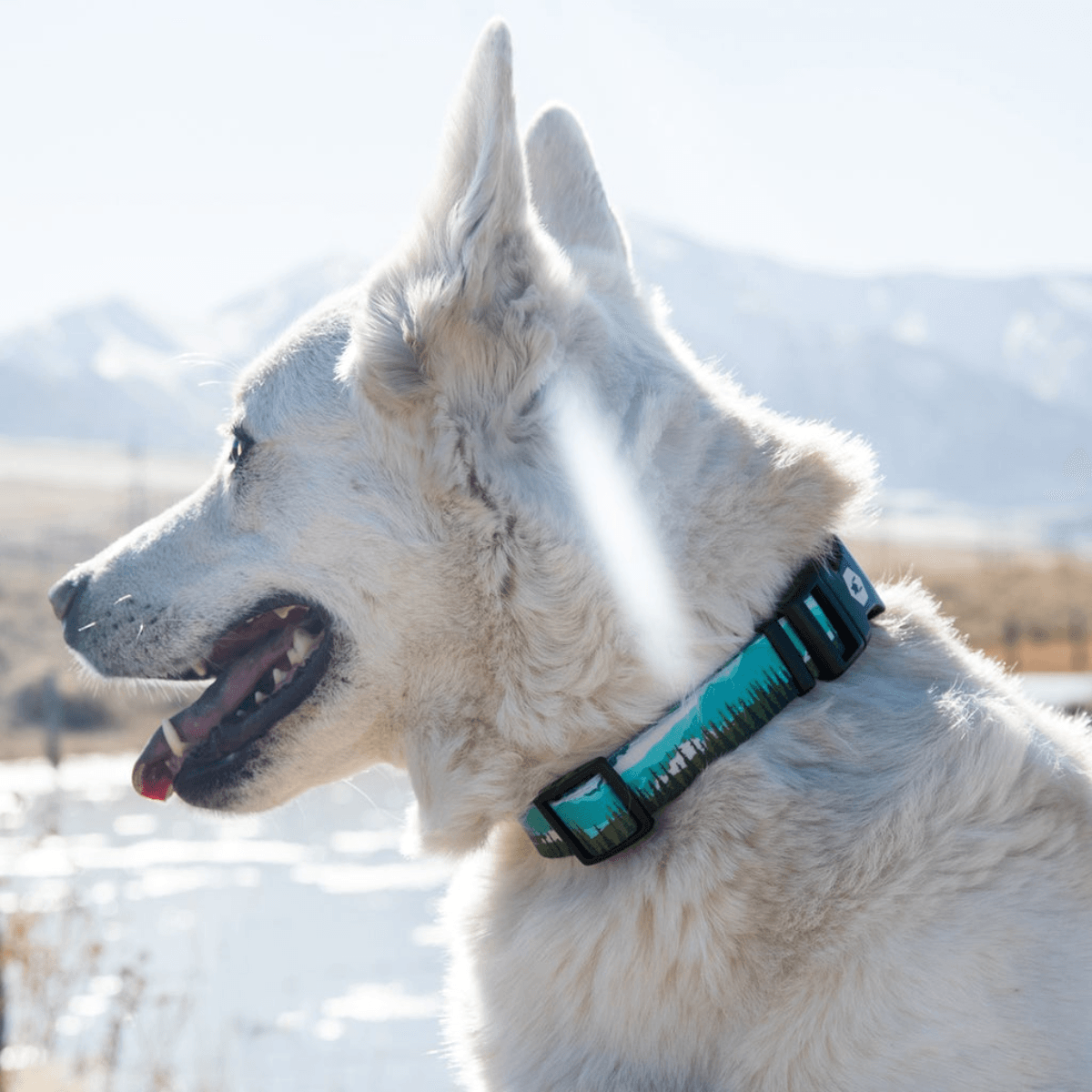 NWEB---WOLFGA-GREATESCAPE-DOG-COLLAR.jpg